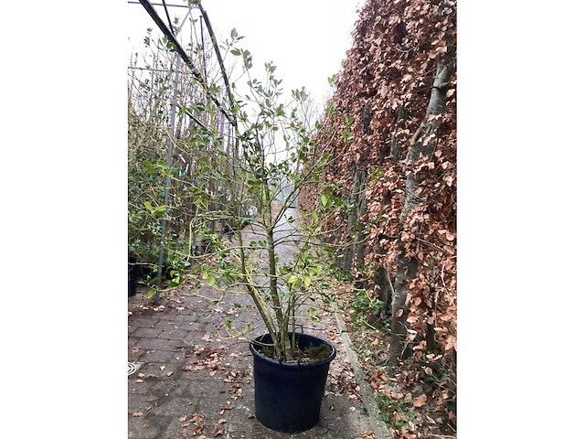 Ilex (3x) - afbeelding 2 van  2