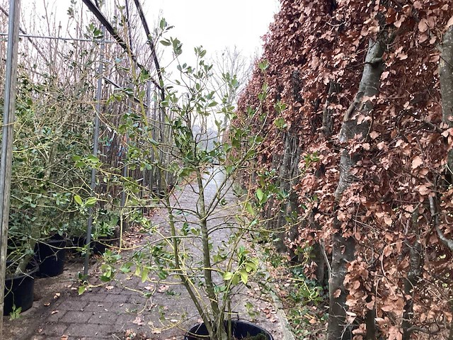 Ilex (3x) - afbeelding 1 van  2