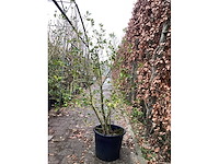 Ilex (3x) - afbeelding 2 van  2