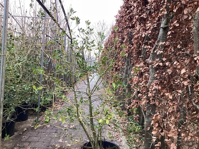 Ilex (3x) - afbeelding 1 van  2
