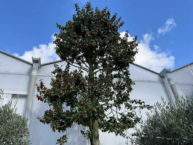 Ilex boom met cortenstaal pot - afbeelding 1 van  7