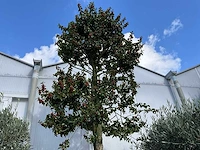 Ilex boom met cortenstaal pot