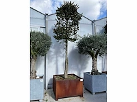 Ilex boom met cortenstaal pot - afbeelding 2 van  7