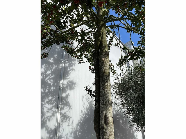 Ilex boom met cortenstaal pot - afbeelding 4 van  7