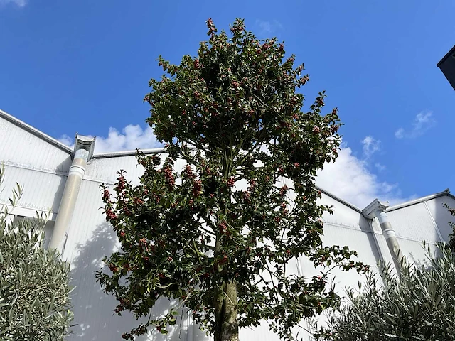 Ilex boom met cortenstaal pot - afbeelding 5 van  7