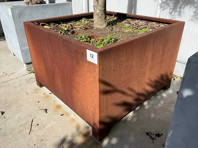 Ilex boom met cortenstaal pot - afbeelding 7 van  7