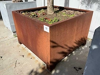 Ilex boom met cortenstaal pot - afbeelding 7 van  7