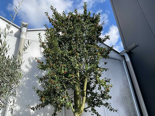 Ilex boom met cortenstaal pot - afbeelding 1 van  6