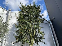 Ilex boom met cortenstaal pot
