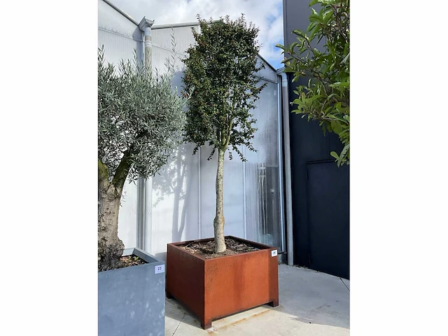 Ilex boom met cortenstaal pot - afbeelding 2 van  6