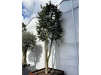 Ilex boom met cortenstaal pot - afbeelding 3 van  6