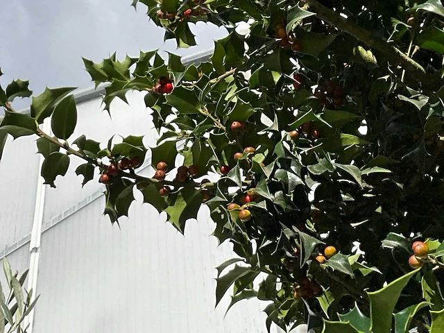 Ilex boom met cortenstaal pot - afbeelding 4 van  6
