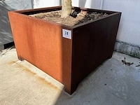 Ilex boom met cortenstaal pot - afbeelding 5 van  6