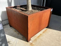 Ilex boom met cortenstaal pot - afbeelding 6 van  6
