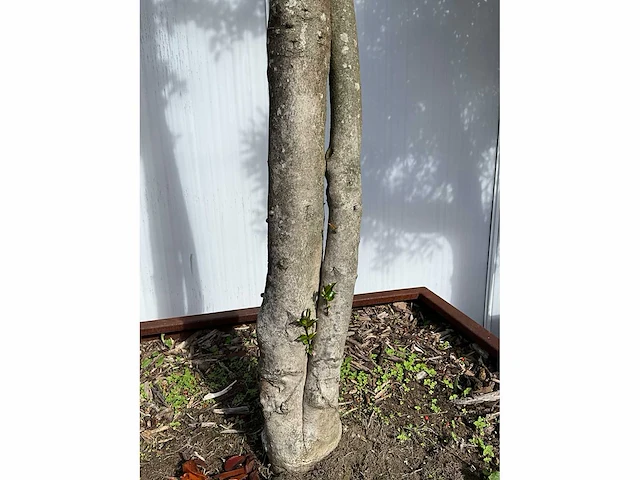 Ilex boom met cortenstaal pot - afbeelding 3 van  7