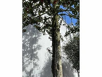 Ilex boom met cortenstaal pot - afbeelding 4 van  7
