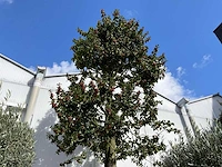 Ilex boom met cortenstaal pot - afbeelding 5 van  7