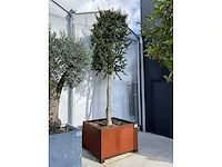 Ilex boom met cortenstaal pot - afbeelding 2 van  6
