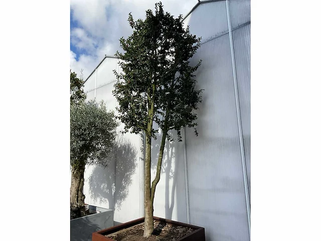 Ilex boom met cortenstaal pot - afbeelding 3 van  6