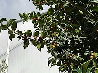 Ilex boom met cortenstaal pot - afbeelding 4 van  6