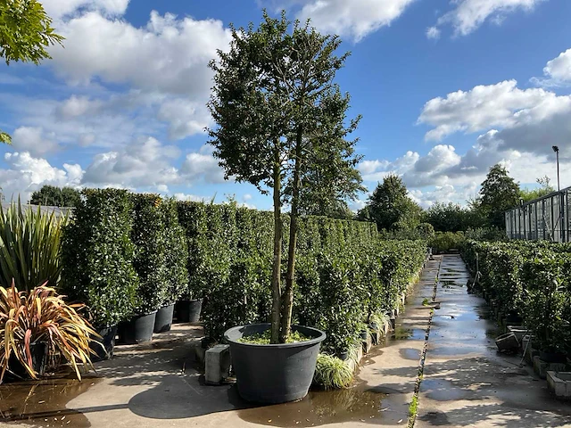 Ilex boom met pot - afbeelding 1 van  5