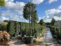 Ilex boom met pot