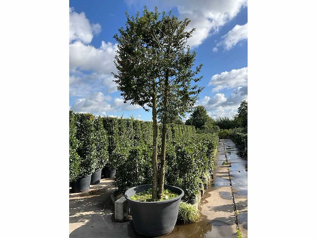Ilex boom met pot - afbeelding 2 van  5