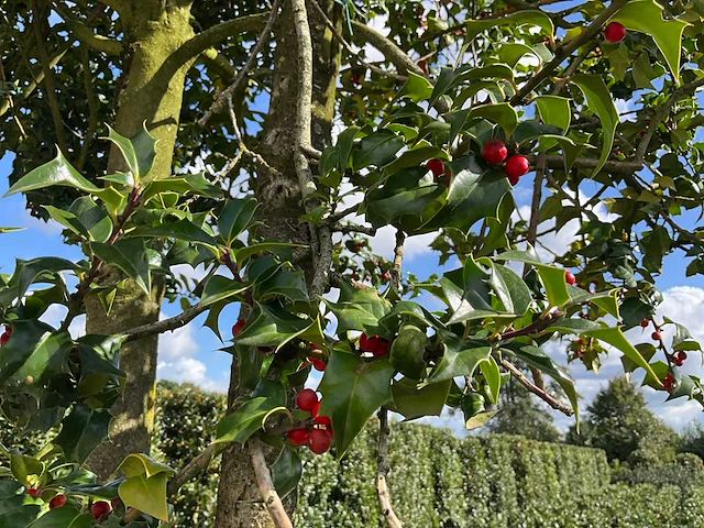 Ilex boom met pot - afbeelding 3 van  5