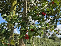 Ilex boom met pot - afbeelding 3 van  5