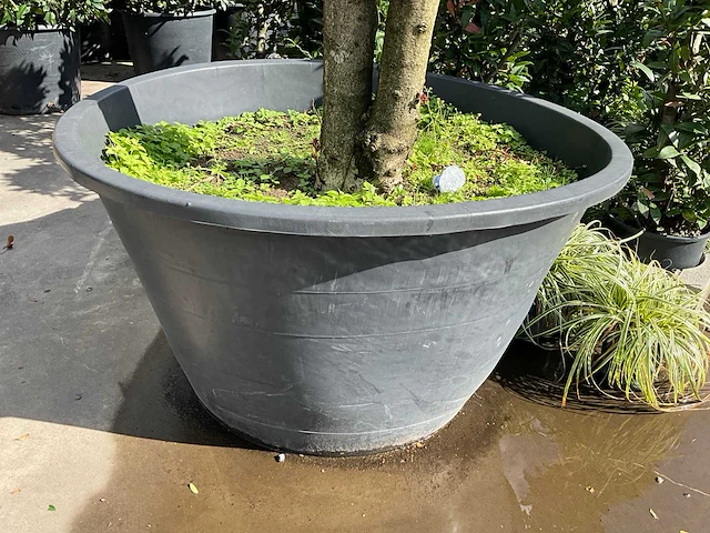Ilex boom met pot - afbeelding 4 van  5