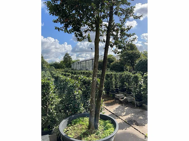 Ilex boom met pot - afbeelding 5 van  5
