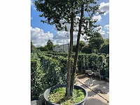Ilex boom met pot - afbeelding 5 van  5