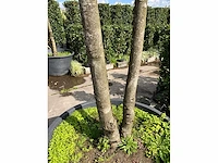 Ilex boom met pot - afbeelding 3 van  5
