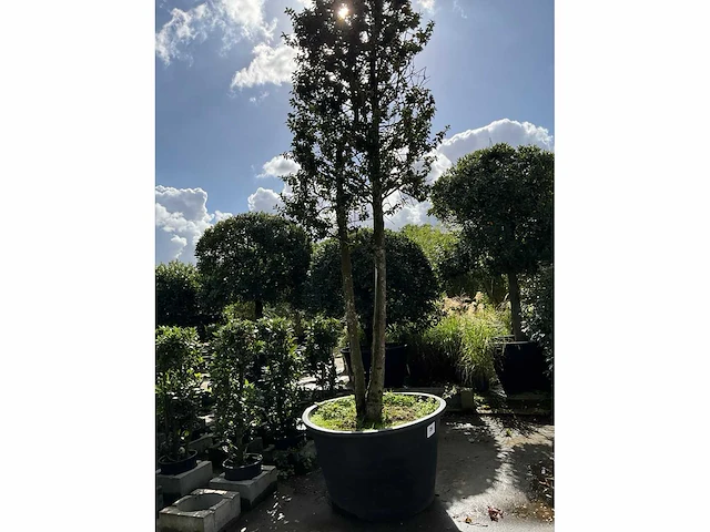 Ilex boom met pot - afbeelding 4 van  5