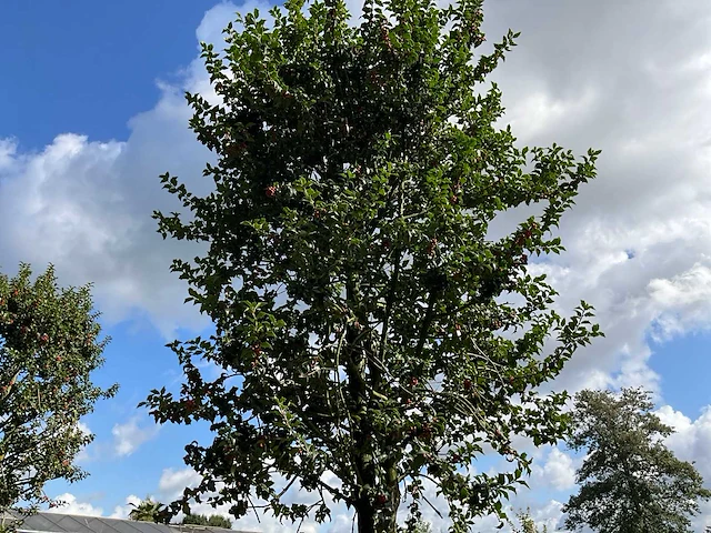 Ilex boom met pot - afbeelding 1 van  6