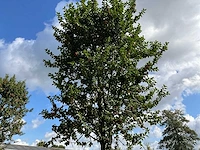 Ilex boom met pot