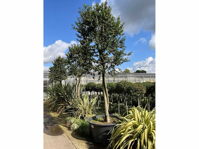 Ilex boom met pot - afbeelding 2 van  6