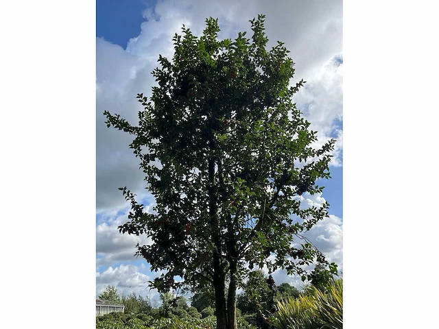 Ilex boom met pot - afbeelding 4 van  6