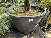 Ilex boom met pot - afbeelding 6 van  6