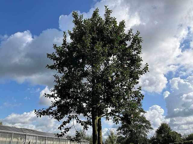 Ilex boom met pot - afbeelding 1 van  5