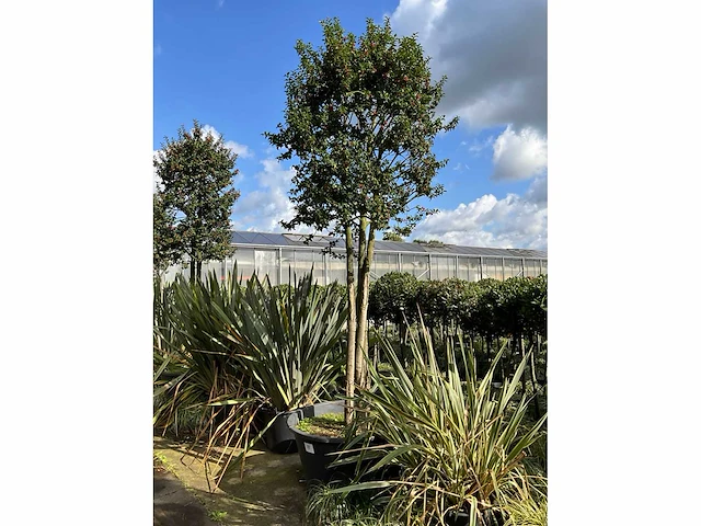 Ilex boom met pot - afbeelding 2 van  5