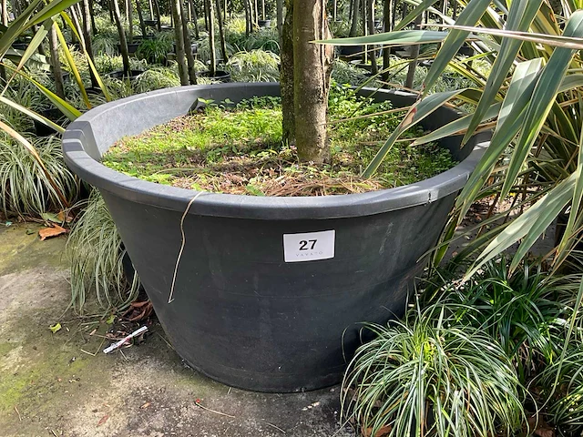 Ilex boom met pot - afbeelding 5 van  5