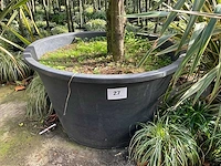 Ilex boom met pot - afbeelding 5 van  5