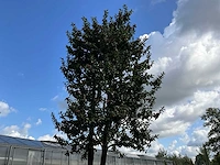 Ilex boom met pot