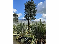 Ilex boom met pot - afbeelding 2 van  5