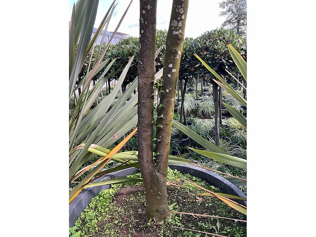 Ilex boom met pot - afbeelding 3 van  5