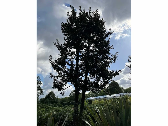 Ilex boom met pot - afbeelding 4 van  5