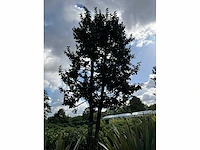 Ilex boom met pot - afbeelding 4 van  5