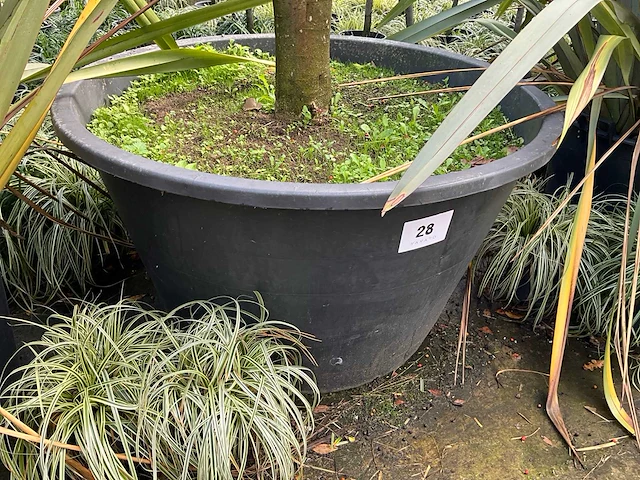 Ilex boom met pot - afbeelding 5 van  5