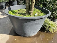 Ilex boom met pot - afbeelding 4 van  5